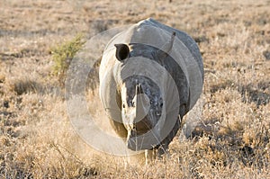 White Rhino on the charge in the Kruger National Park