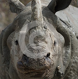 White Rhino close-up