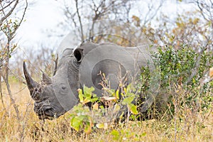 White Rhino close up and portrait with details of the horns, the cause of poaching and threaten. Big Five Safari in the Kruger Nat