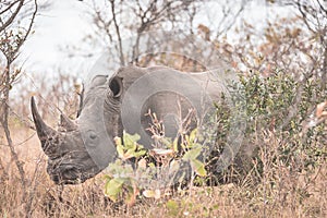 White Rhino close up and portrait with details of the horns, the cause of poaching and threaten. Big Five Safari in the Kruger Nat