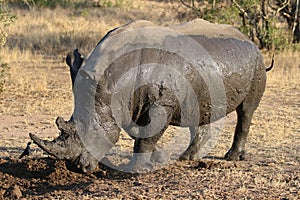 White rhino covered in mud