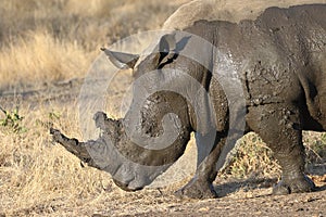 White rhino covered in mud
