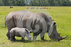 White rhino with cute calf