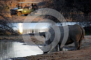 White rhino drinking