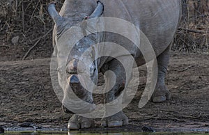 White Rhino drinking water from kwa maritane hide in Pilanesberg national park