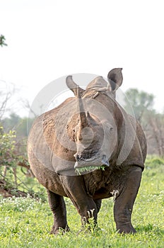 White rhino eating grass kruger
