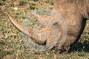 A white rhino eating grass during a safari in the Hluhluwe - imfolozi National Park in South africa