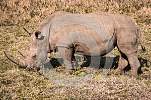 A white rhino eating grass during a safari in the Hluhluwe - imfolozi National Park in South africa