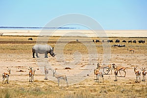 White Rhino on the Etosha plains with springbok and Wildebeest