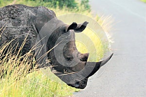 A White rhino exits a grassy patch in a South African game reserve