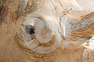 White Rhino Eye