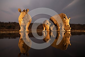 White rhino family drinking from a pond in the evening