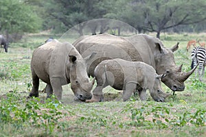 White rhino