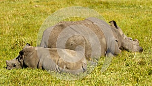 White Rhino Family Sleeping