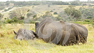 White Rhino Family Sleeping