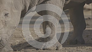 White rhino goes straight to the camera. Close-up view of a white rhinoceros - Ceratotherium simum. Huge Rhinoceros in