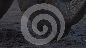 White rhino goes straight to the camera. Close-up view of a white rhinoceros - Ceratotherium simum. Huge Rhinoceros in