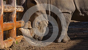 White rhino goes straight to the camera. Close-up view of a white rhinoceros - Ceratotherium simum. Huge Rhinoceros in