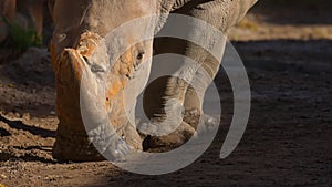 White rhino goes straight to the camera. Close-up view of a white rhinoceros - Ceratotherium simum. Huge Rhinoceros in