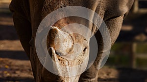 White rhino goes straight to the camera. Close-up view of a white rhinoceros - Ceratotherium simum. Huge Rhinoceros in