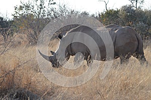 White rhino in grass