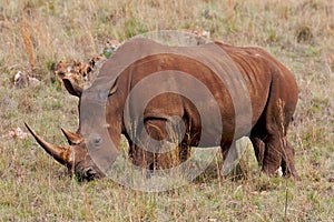 White Rhino grazing photo