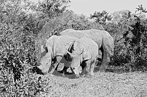 White Rhino Grazing
