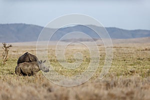 White rhino grazing with her calf in the grassland of Lewa Wildlife Conservancy, Kenya
