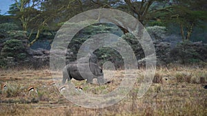 White Rhino Grazing in Lake Nakuru Kenya