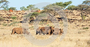 White Rhino Group