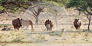 White Rhino Group