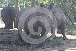 white rhino with group in safari