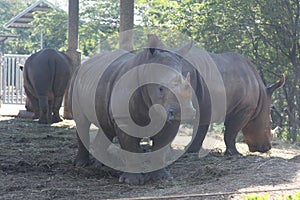 white rhino with group in safari