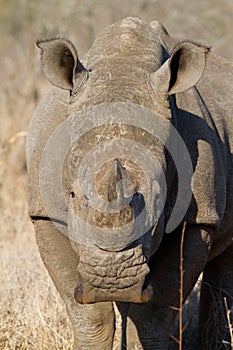 White rhino head