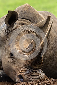 Rhino Head Horn Close Detail