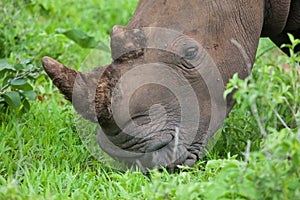 White Rhino head