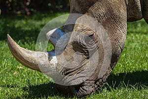 White Rhino Head Wildlife