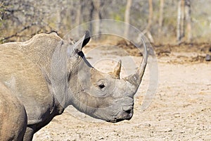 White Rhino head and shoulders