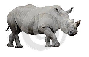 White rhino. Isolated ~