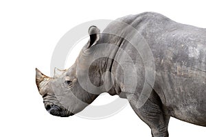 white rhino isolated on white background - clipping paths