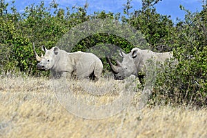 White Rhino in Kenya photo