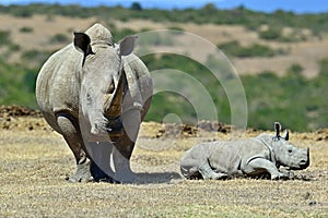 White Rhino in Kenya photo