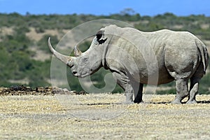 White Rhino in Kenya photo
