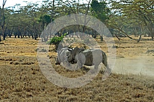 White Rhino in Kenya photo