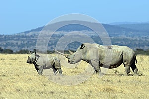 White Rhino in Kenya photo