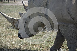 white rhino at knowsley safari park in lancashire