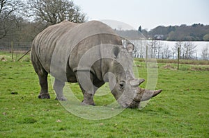 White rhino at knowsley safari park lancashire england