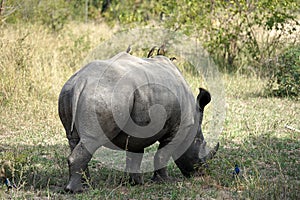 White Rhino