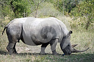 White Rhino in the Krueger National Park photo