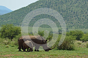 White Rhino in Kruger National Park